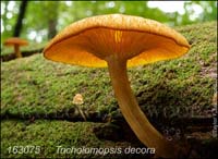 Tricholomopsis_decora-b