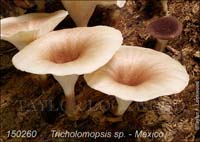 Tricholomopsis_sp
