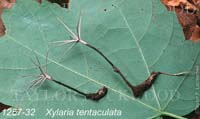 Xylaria_tentaculata