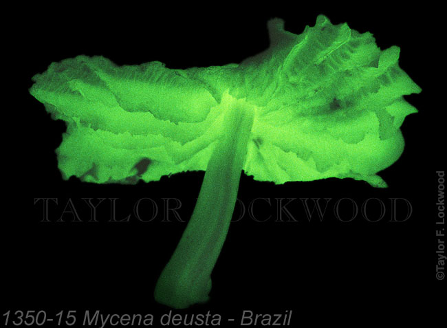 Mycena deusta - Brazil