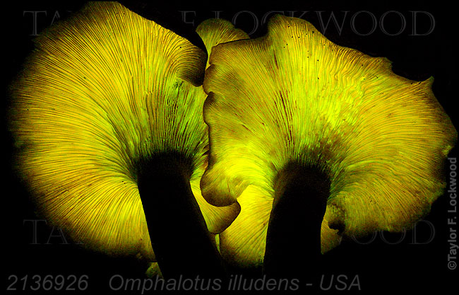 Omphalotus illudens - USA