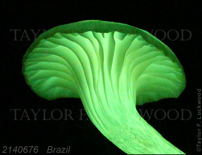Neonothopanus gardneri - Brazil