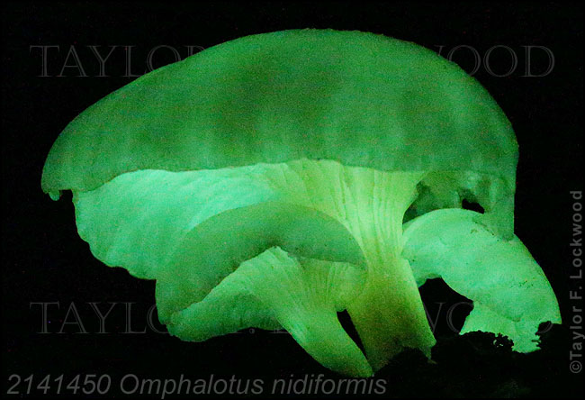 2141450 Omphalotus nidiformis