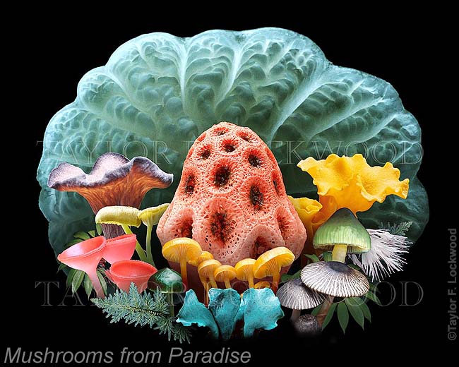 Mushrooms from Paradise