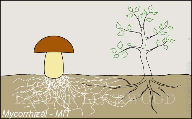 Mycorrhizal - MIT