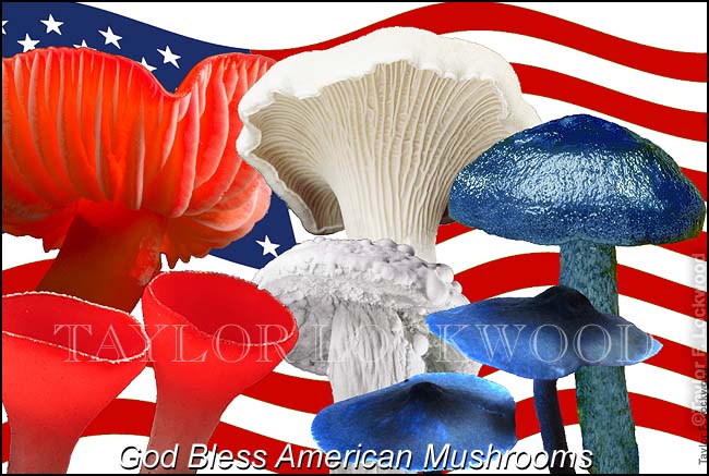 God Bless American Mushrooms