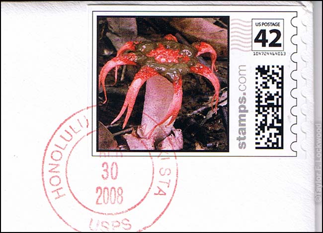 Stinkhorn Stamp
