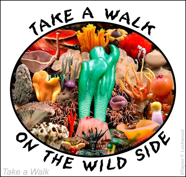 Take a Walk on the Wild Side
