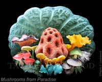Mushrooms_from_Paradise