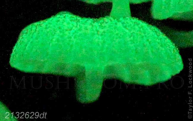 bioluminescent mushroom