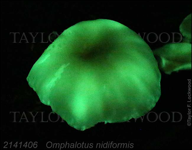 2141406	Omphalotus nidiformis