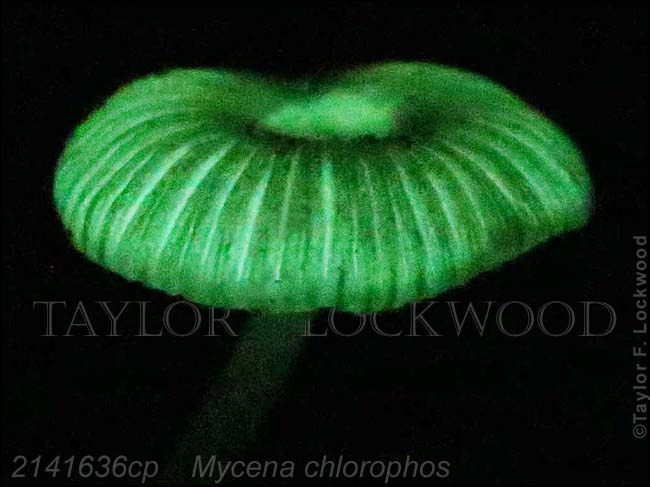 2141636cp	Mycena chlorophos