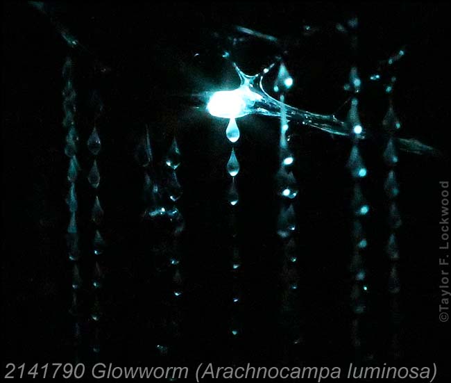 2141790 Glowworm (Arachnocampa luminosa)