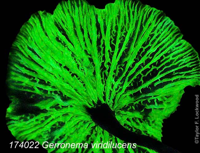 Gerronema viridilucens