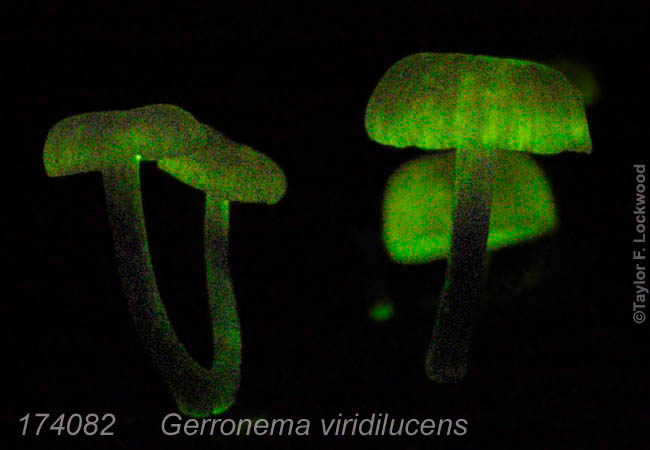 Gerronema viridilucens