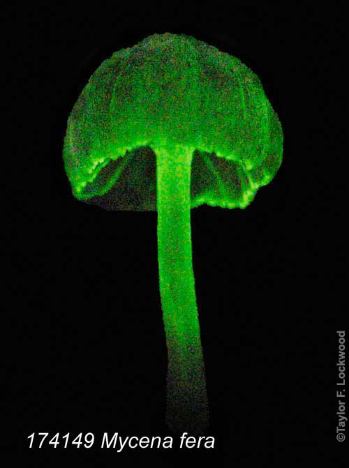 Mycena fera