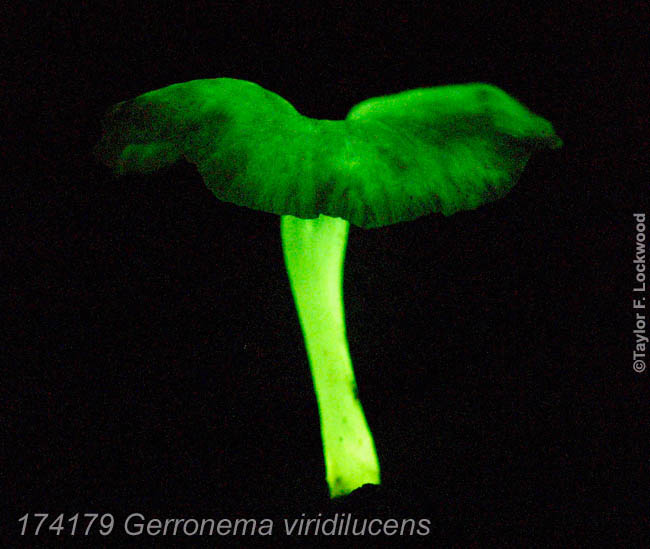Gerronema viridilucens - bioluminescent mushroom