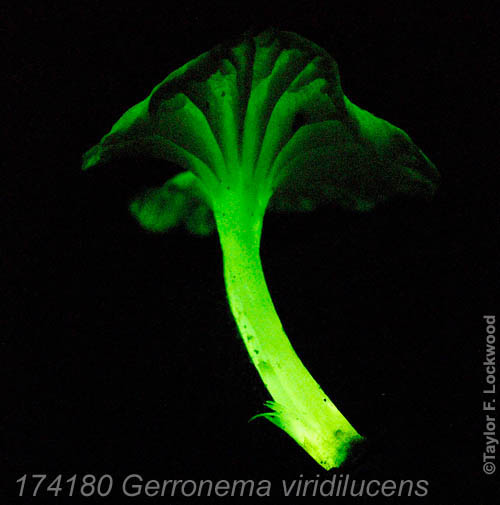 Gerronema viridilucens - bioluminescent mushroom