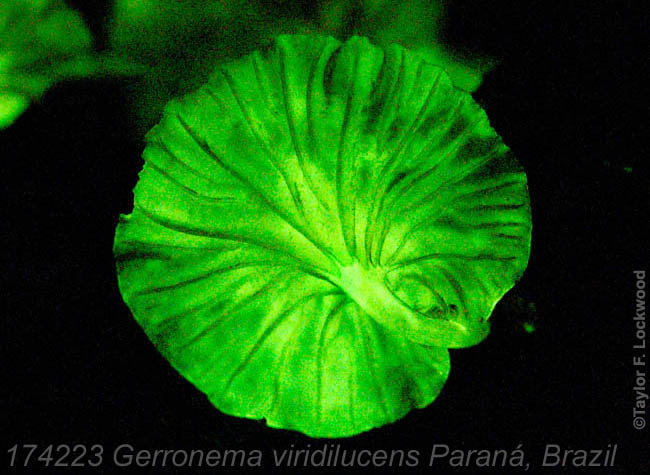 Gerronema viridilucens