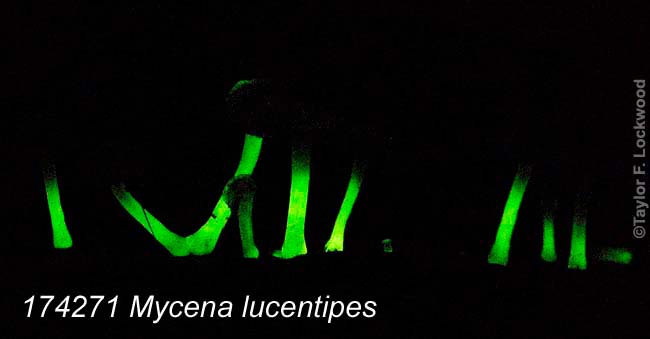 Mycena lucentipes - bioluminescent mushroom
