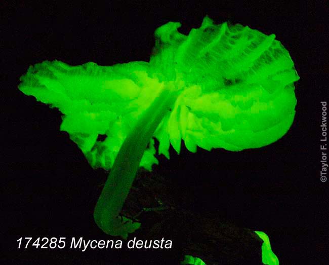 Mycena deusta - bioluminescent mushroom