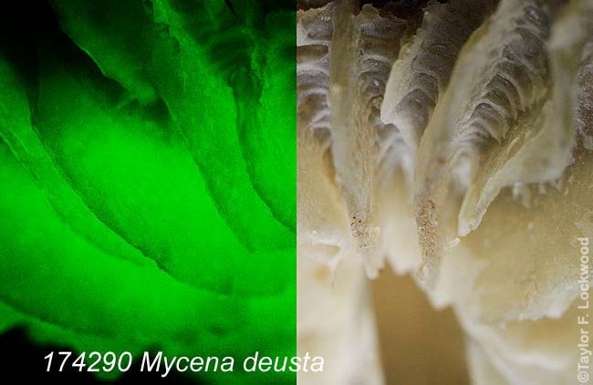 Mycena deusta - Bioluminescent