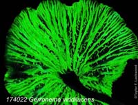 bioluminescent.174022