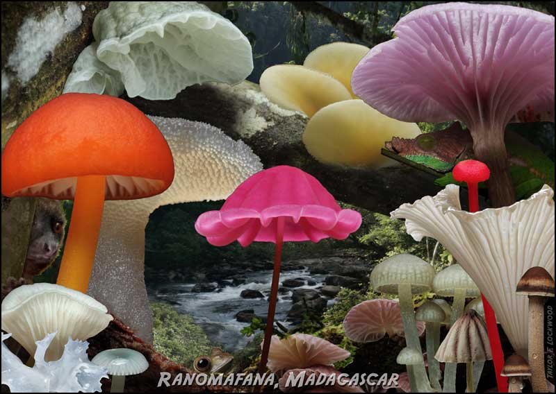 brazil mushrooms