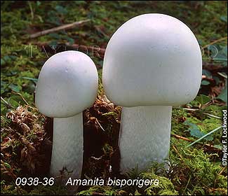 Amanita bisporigera