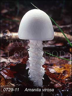 Amanita bisporigera