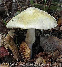 The Death Cap