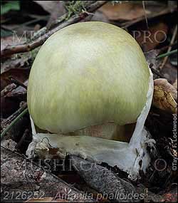 Amanita phalloides