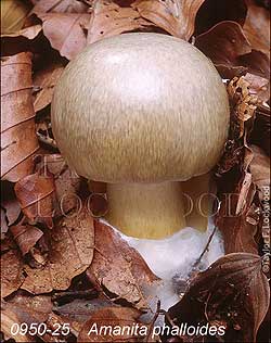The Death Cap