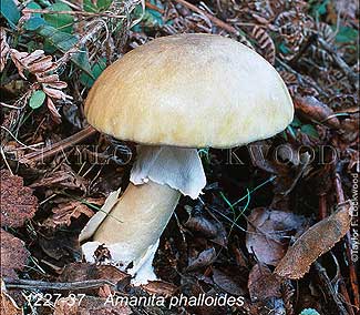 Death Cap