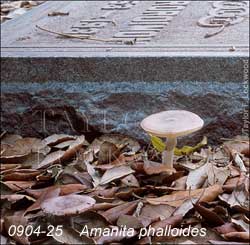 Amanita phalloides