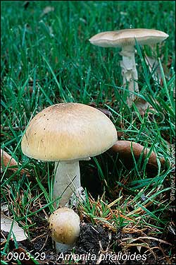 Amanita phalloides