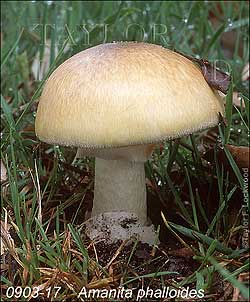 Amanita phalloides