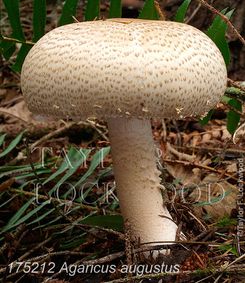 Agaricus augustus