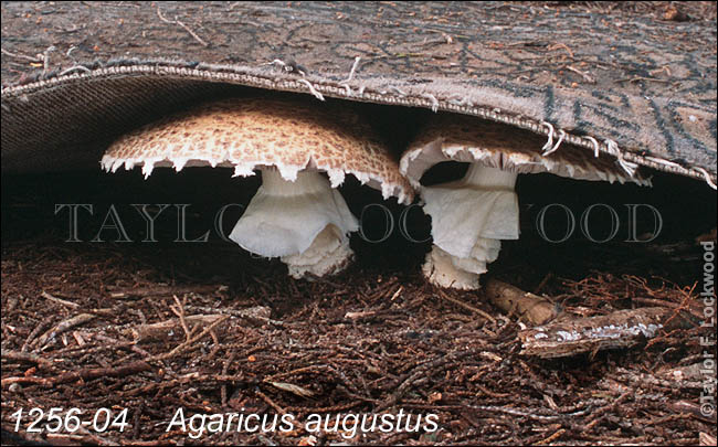 Agaricus augustus