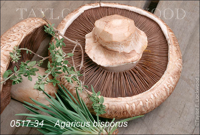 Agaricus bisporus