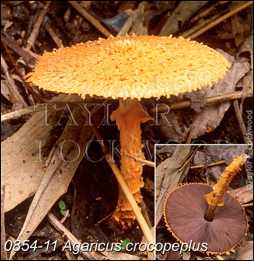 Agaricus crocopeplus