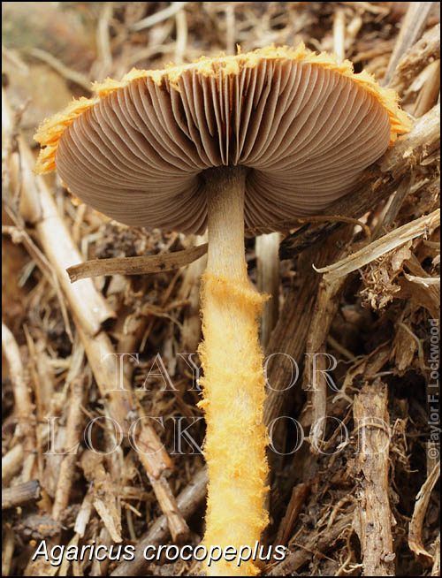 Agaricus crocopeplus