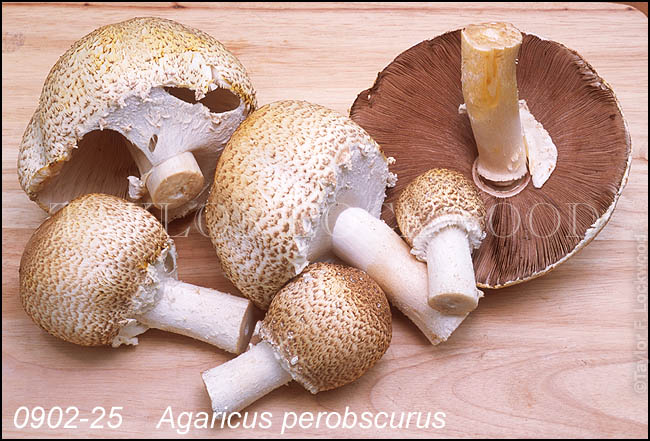 Agaricus perobscurus