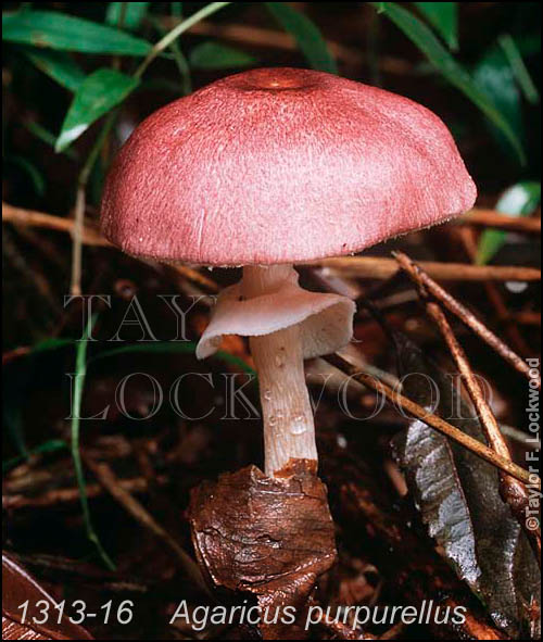 Agaricus purpurellus