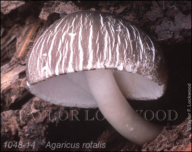 Agaricus rotalis