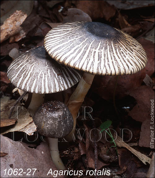 Agaricus rotalis