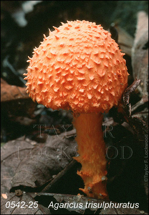 Agaricus trisulphuratus