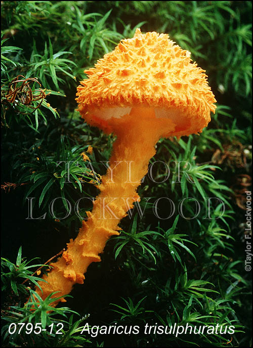 Agaricus trisulphuratus