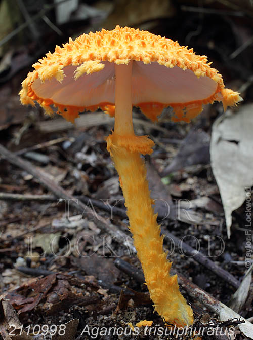 Agaricus trisulphuratus