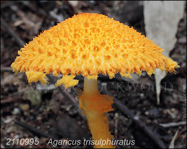 Agaricus trisulphuratus